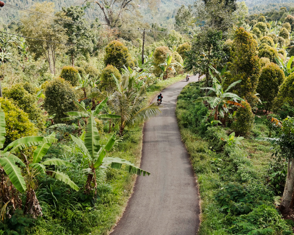 Road through the jungle in a tropical country