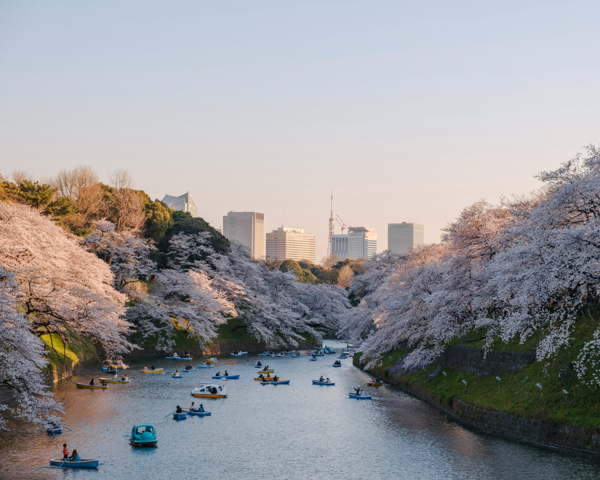 Japan Cherry Blossom Season