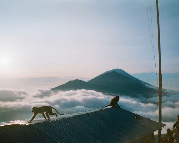 Monkeys at the top of the Mount Batur Summit, Bali, Indonesia