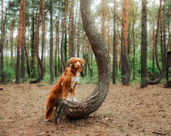 Weird Attractions - The Crooked Forest in Poland