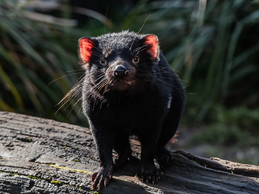 A Tasmanian devil standing on a forest floor, surrounded by native Tasmanian bushland and dappled sunlight