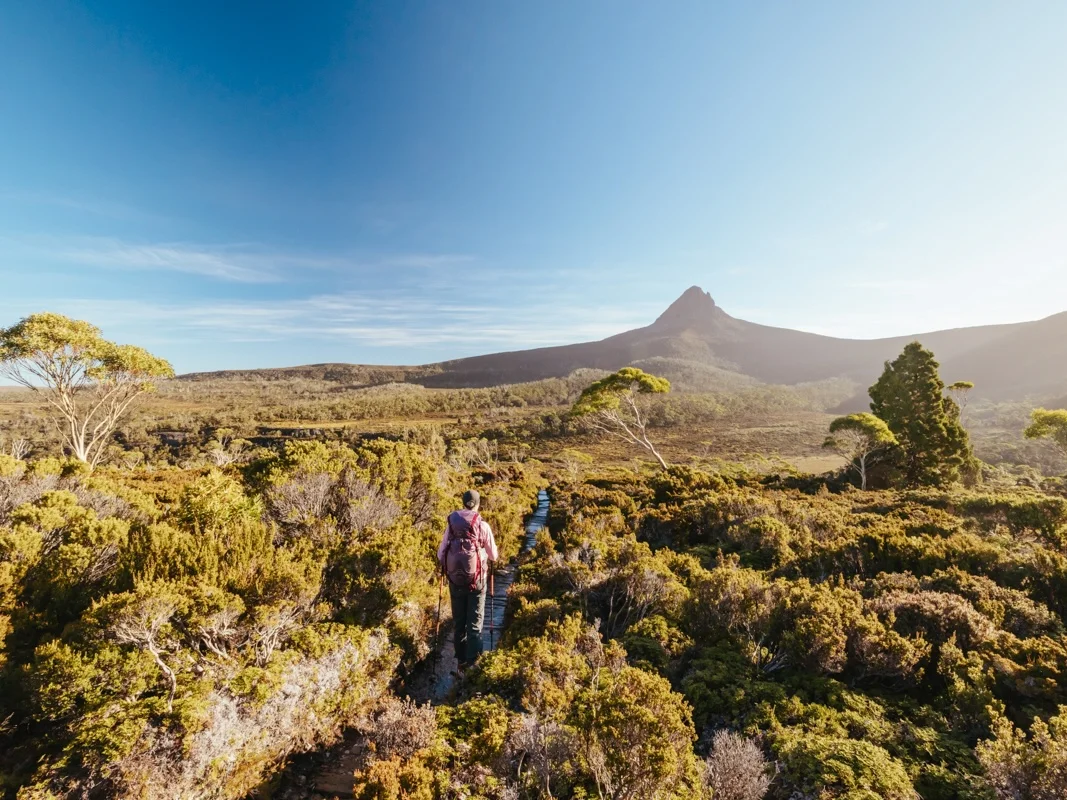 Hiker trekking through alpine terrain with Cradle Mountain in the background