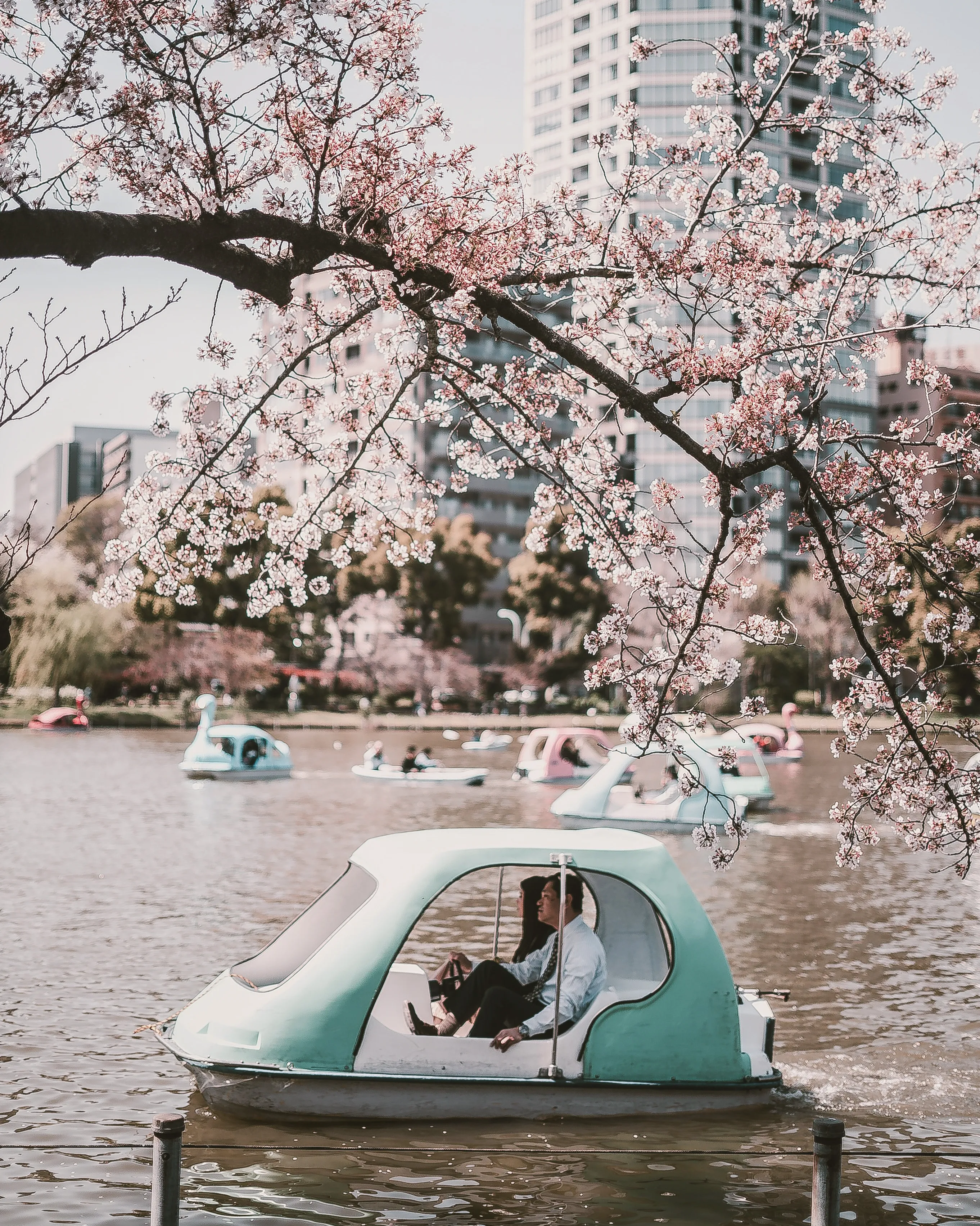 Swan boats on a Tokyo lake surrounded by cherry blossoms during spring.