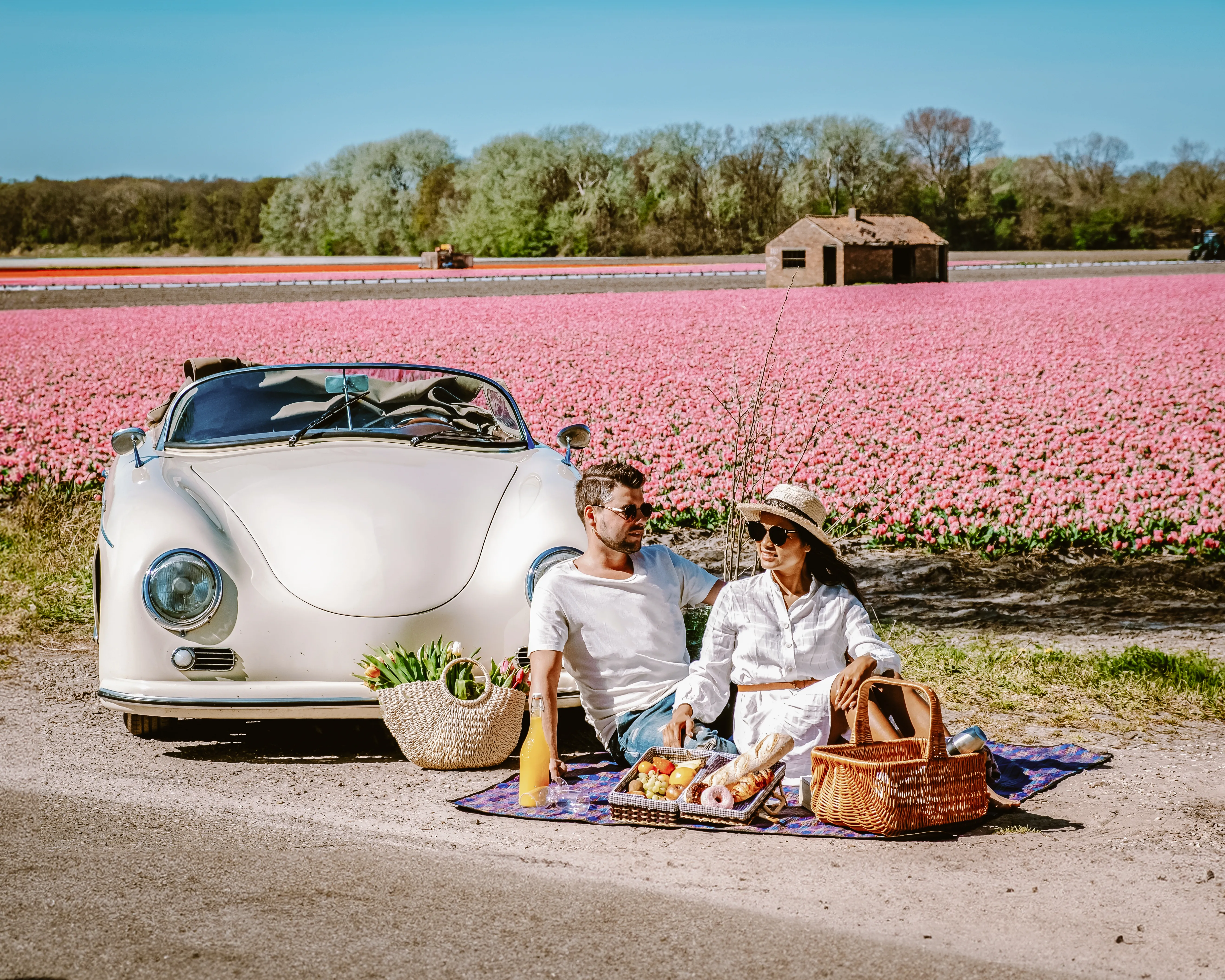 Travellers enjoying a picnic beside blooming tulip fields in the Dutch countryside near Amsterdam