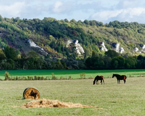 A picturesque field filled with horses, offering a charming retreat for those exploring day trips from Paris.