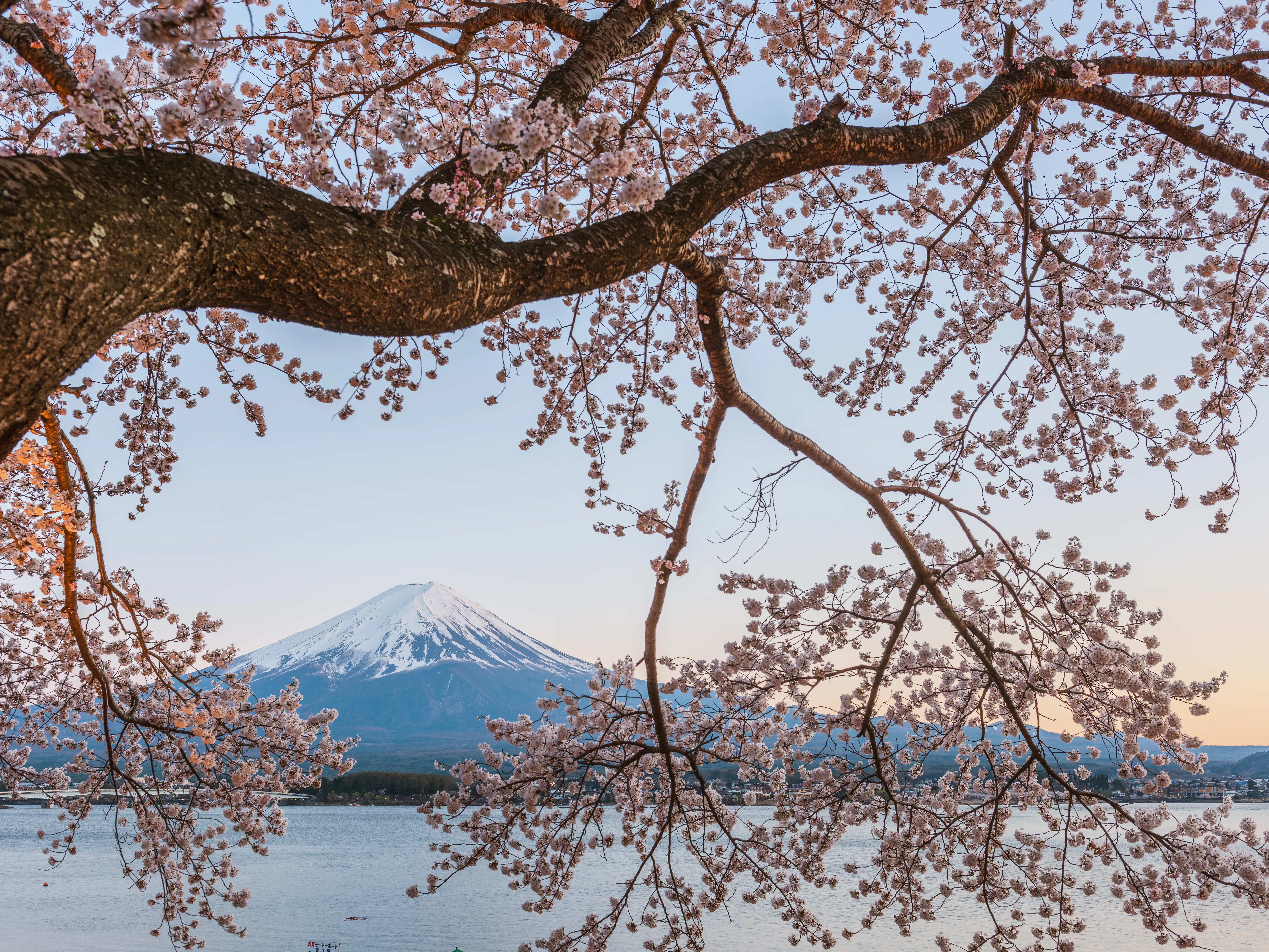 Cherry blossoms framing Mount Fuji overlooking a lake during spring in Japan.
