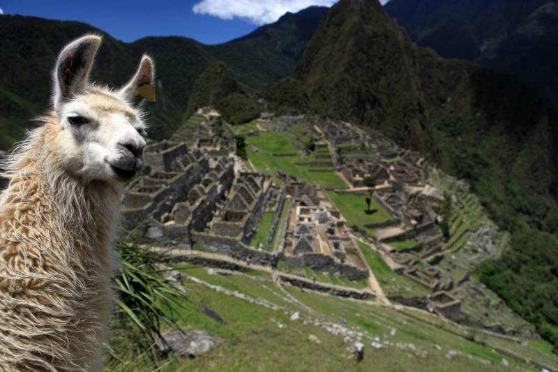 Llama and macchu picchu